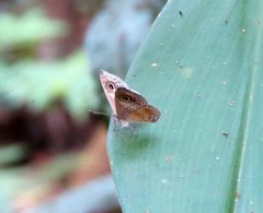 Perophthalma tullius