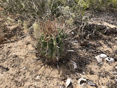 Ferocactus santa-maria