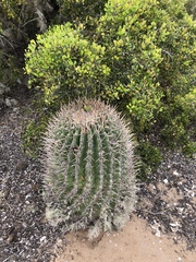 Ferocactus santa-maria