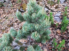 Pinus culminicola