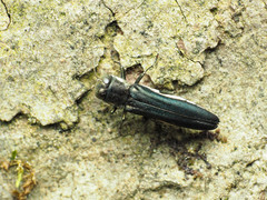 Agrilus carpini