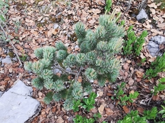 Pinus culminicola