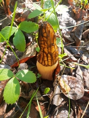 Morchella angusticeps