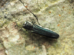 Agrilus carpini