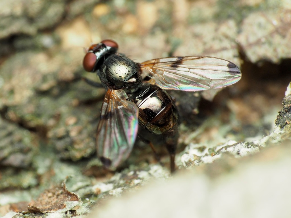 Euxesta pechumani