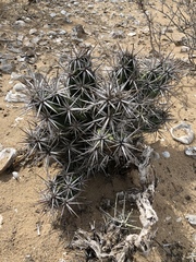 Corynopuntia invicta