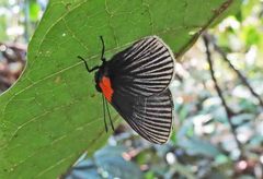 Hades noctula