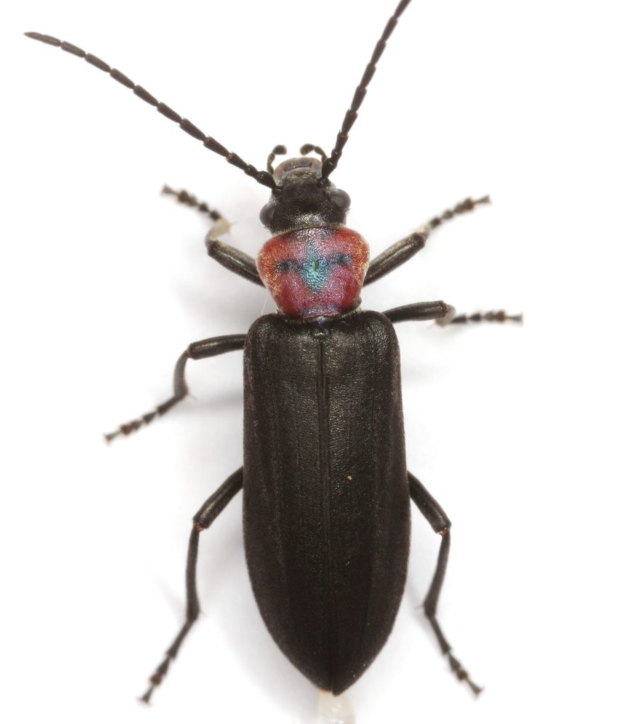 Eumecomera obscura