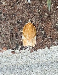Acleris cervinana
