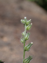 Cryptantha simulans
