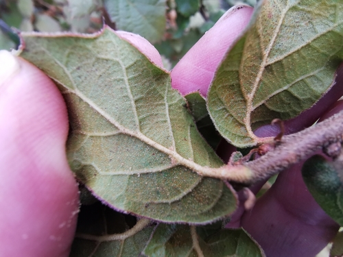 Quercus hintoniorum