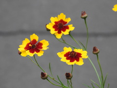 Coreopsis tinctoria