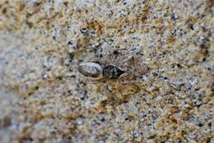 Salticus peckhamae