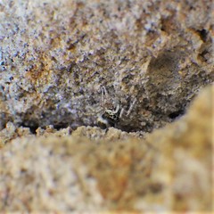 Salticus peckhamae
