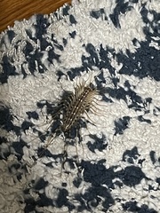 Scutigera coleoptrata