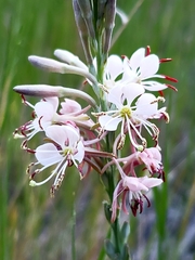 Oenothera suffrutescens