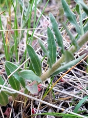 Oenothera suffrutescens
