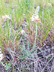 Oenothera suffrutescens