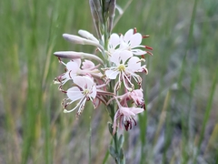 Oenothera suffrutescens