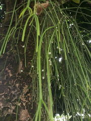 Rhipsalis baccifera