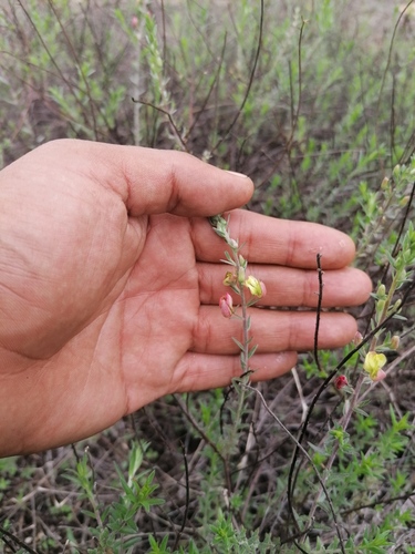Krameria revoluta (Krameria revoluta)