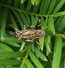 Xylomya terminalis