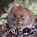 Hamsters, Voles, Lemmings, and Allies - Photo (c) nutmeg66, some rights reserved (CC BY-NC-ND)