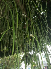 Rhipsalis baccifera