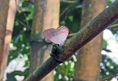 Euselasia ignitus