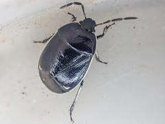 Sehirus cinctus albonotatus