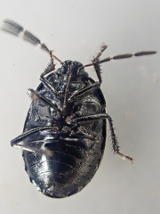 Sehirus cinctus albonotatus