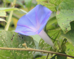 Ipomoea mitchelliae
