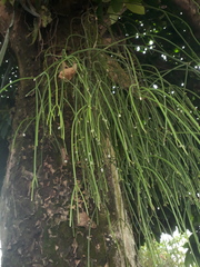 Rhipsalis baccifera