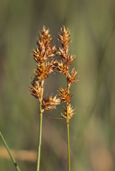 Carex colchica