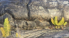 Polypodium pellucidum vulcanicum