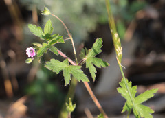 Geranium divaricatum