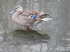 Anas platyrhynchos × zonorhyncha