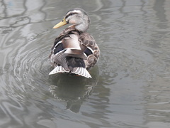 Anas platyrhynchos × zonorhyncha