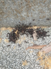 Polyrhachis lamellidens