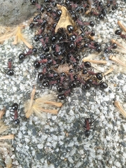 Polyrhachis lamellidens