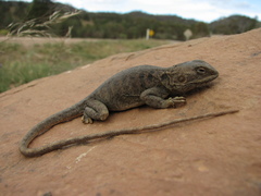 Ctenophorus vadnappa