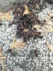 Polyrhachis lamellidens