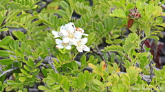 Osteomeles anthyllidifolia