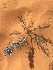 Sophora stenophylla