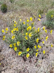 Helianthus cusickii