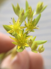 Angiospermae