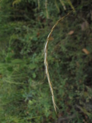 Elymus trachycaulus subsecundus
