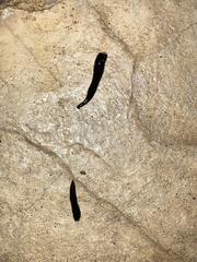 Platydemus manokwari