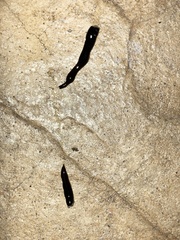 Platydemus manokwari