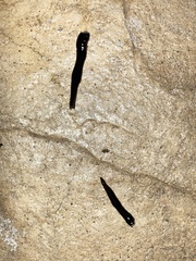 Platydemus manokwari